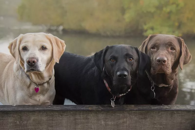 Labrador Retriever dogs