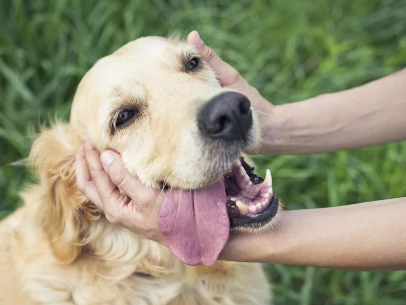 Happy golden retriever