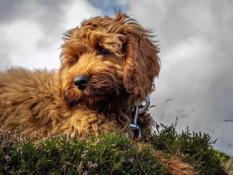 Cockapoo dog laying on grass