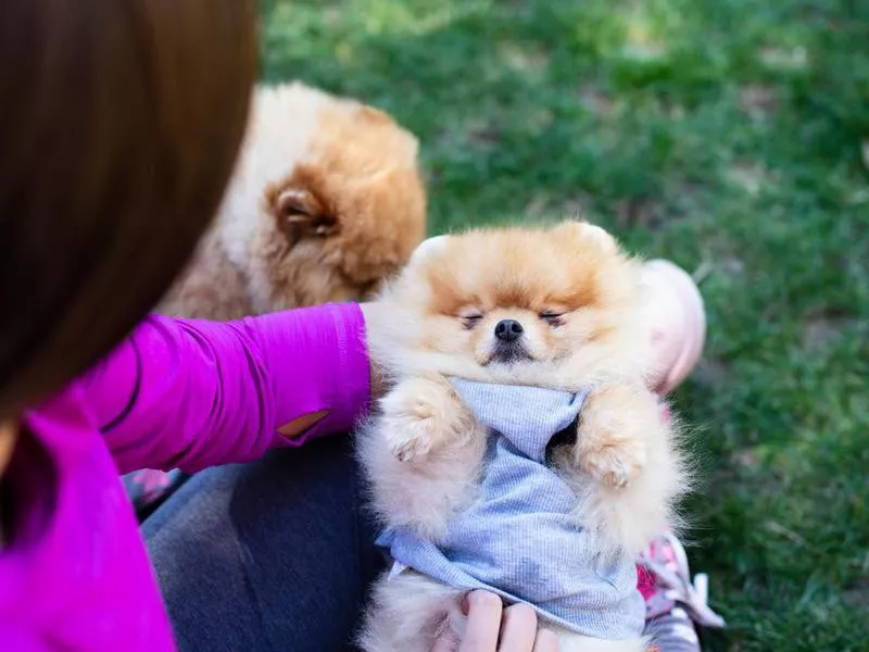 Two sisters with their Pomeranian dogs