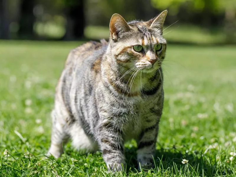 American Bobtail