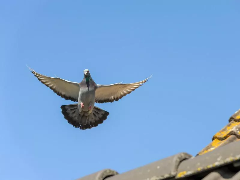 Racing Pigeon