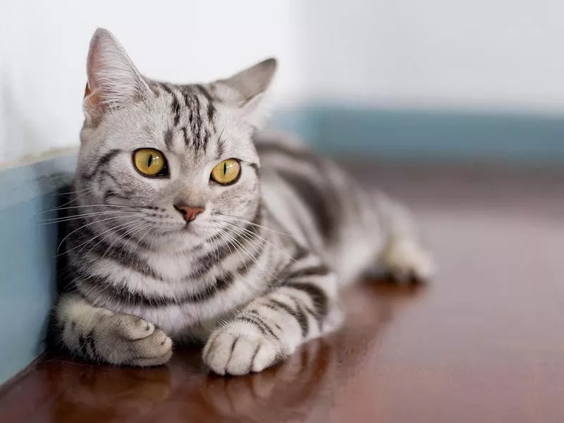 American Shorthair