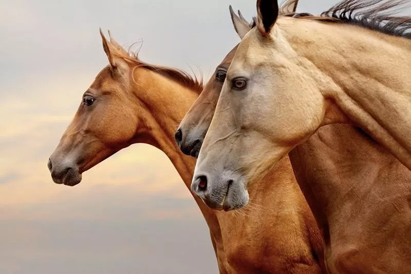 horses