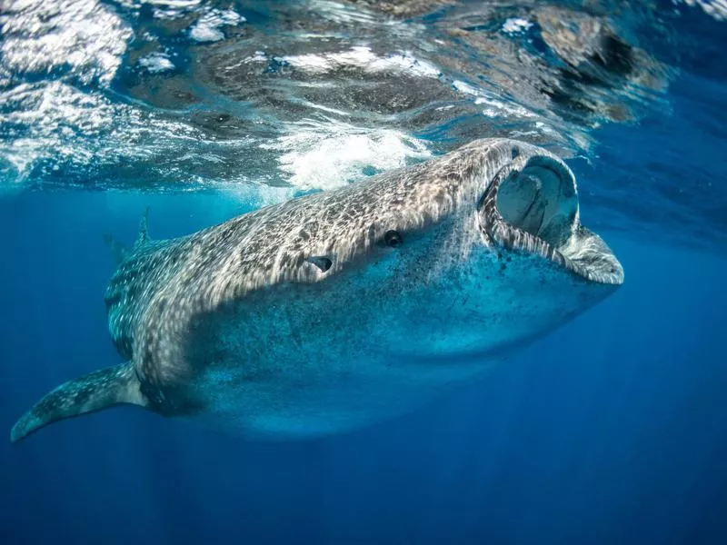 Whale Shark