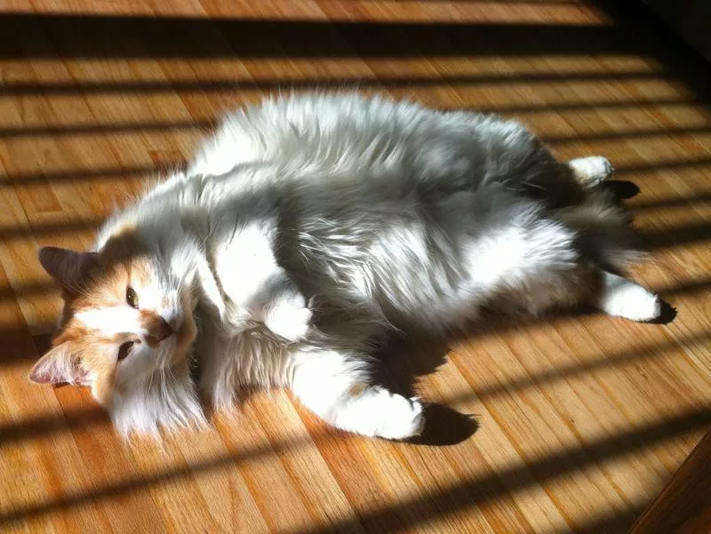 Turkish Van cat