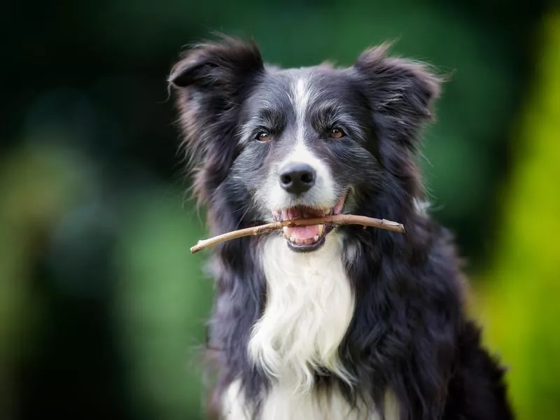 A dog holding a small stick