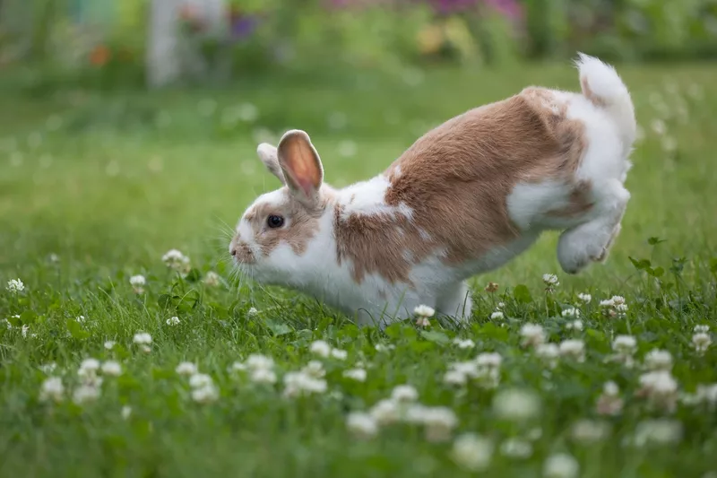 Hopping Through a Hoop on the Ground