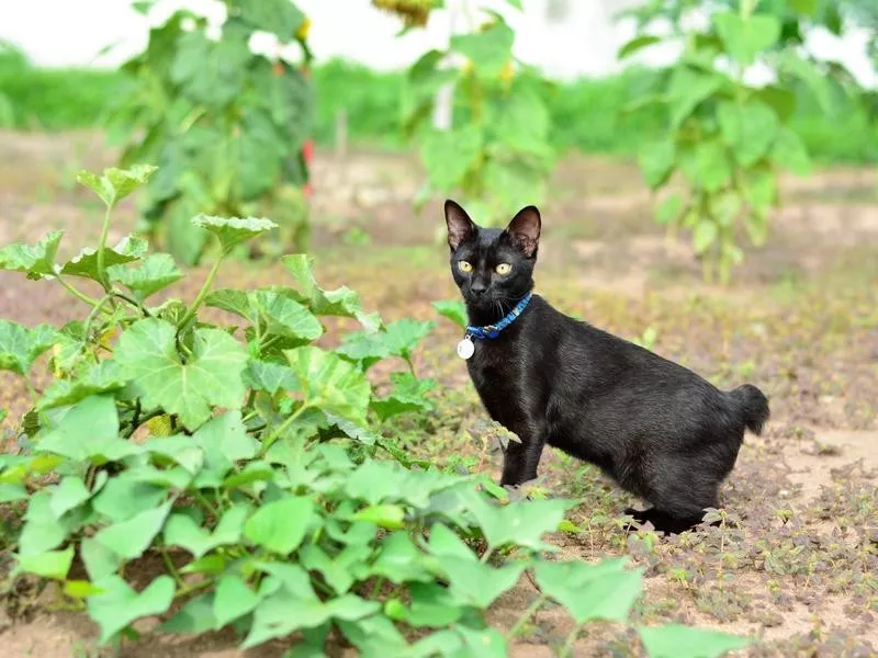 Japanese Bobtail