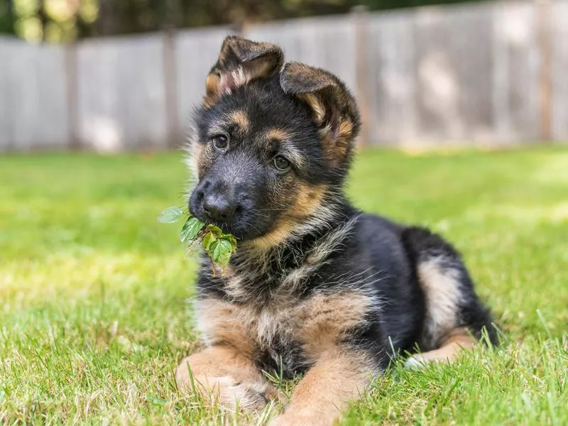 German shepherd