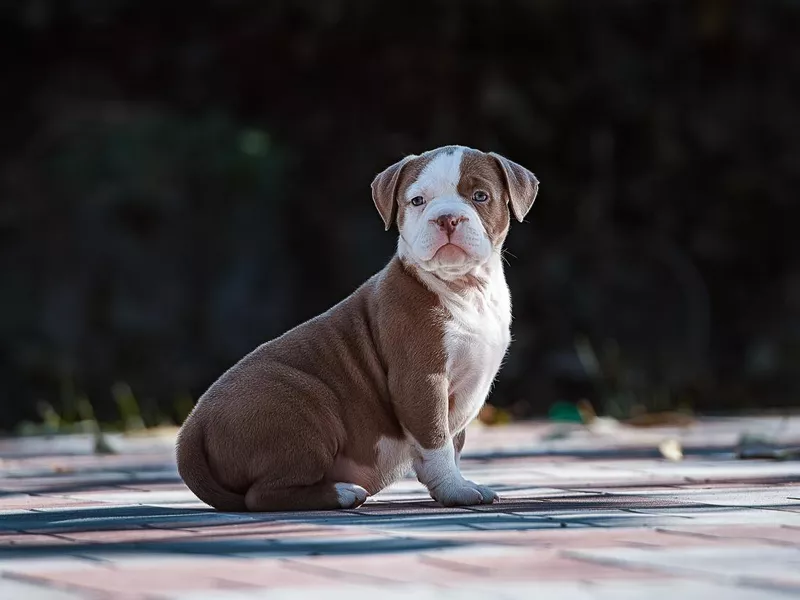 American Bully Puppy