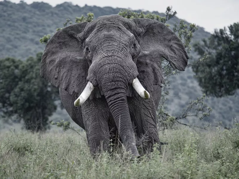 This old African elephant bull is charging