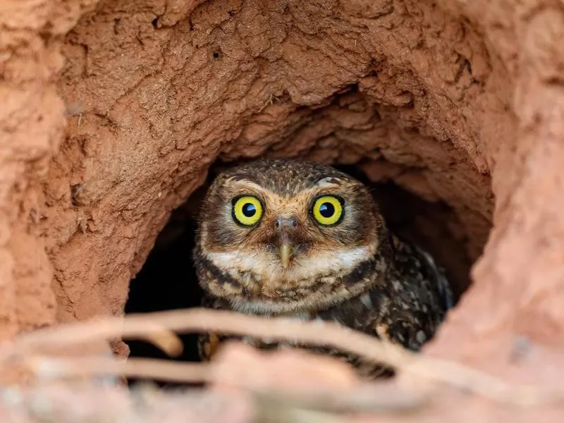 Burrowing owl