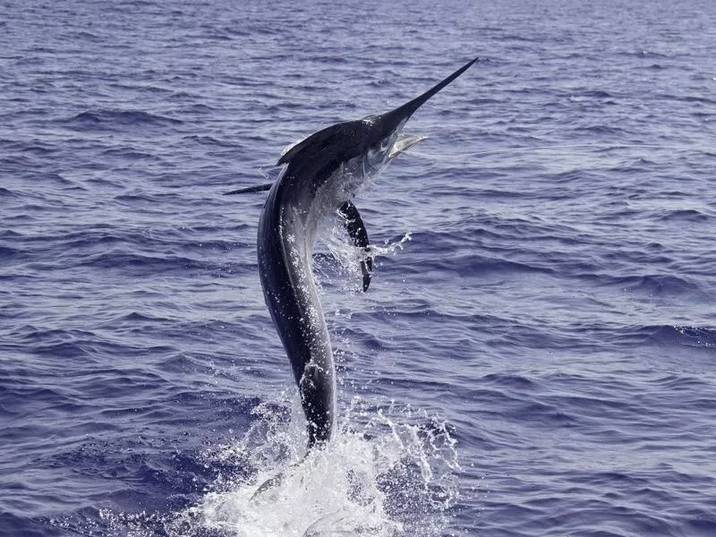 Black Marlin