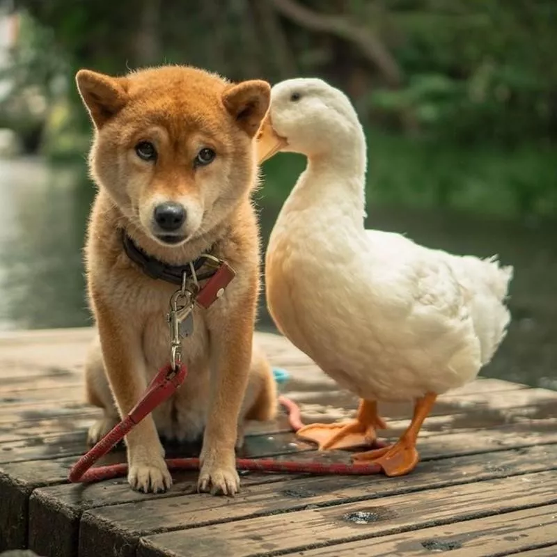 Dog and duck