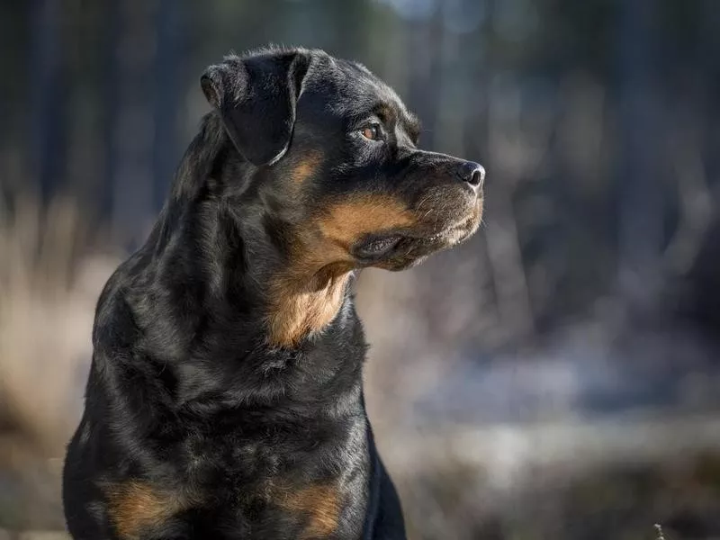 Rottweiler