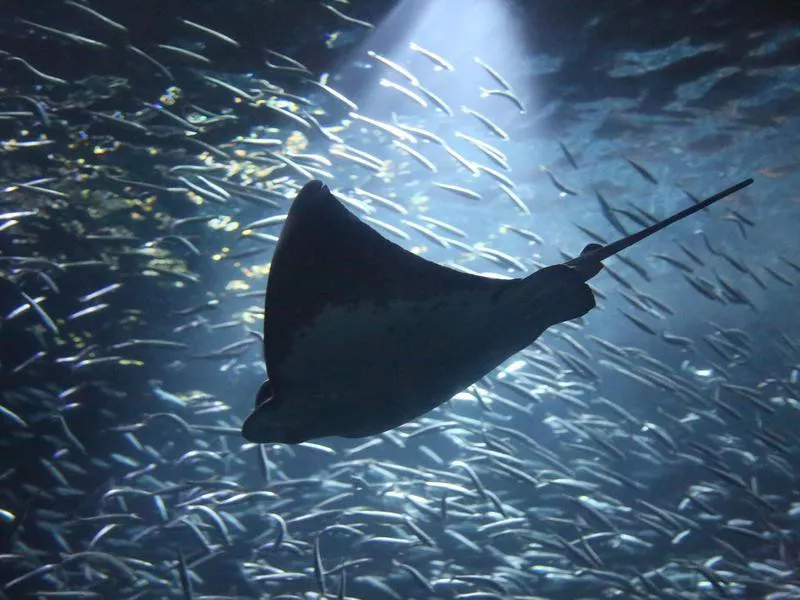 Oregon Coast Aquarium