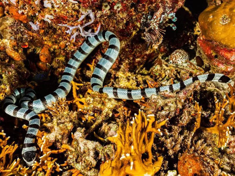 Sea snake