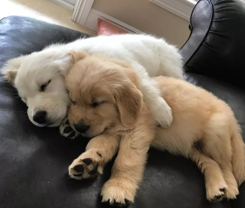 Sleeping golden retrievers