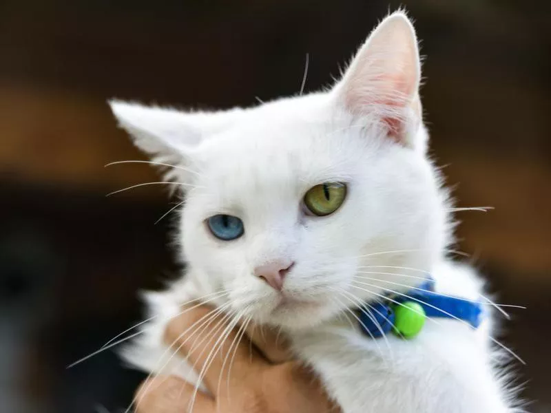 Japanese Bobtail