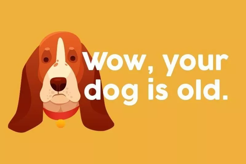 Wow, your dog is old.