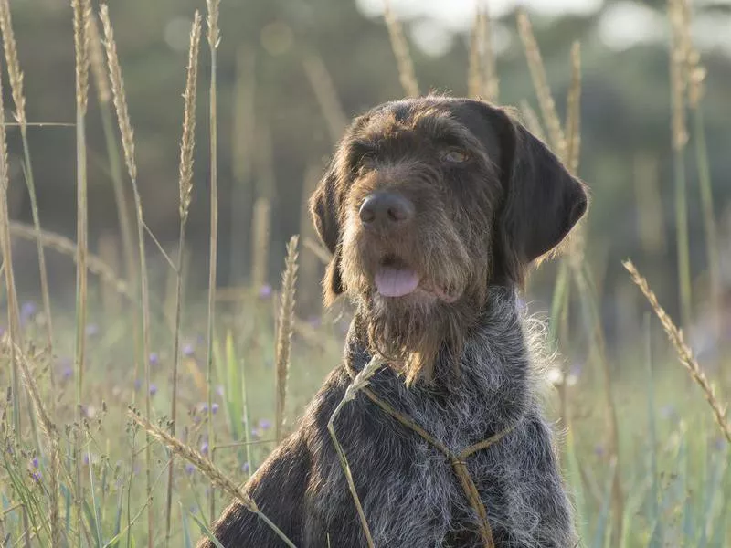 Wirehaired Pointing Griffon