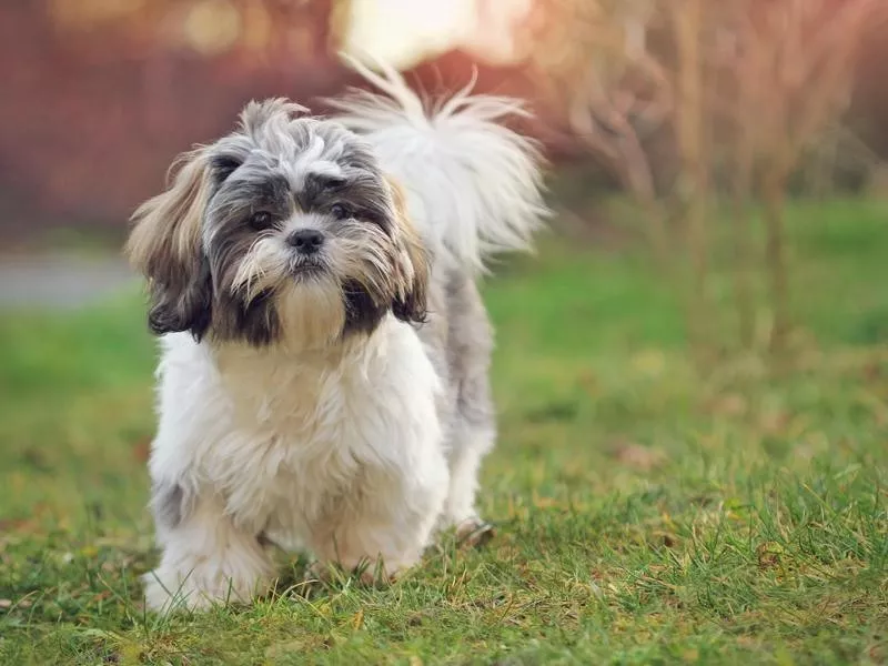 Shih Tzu