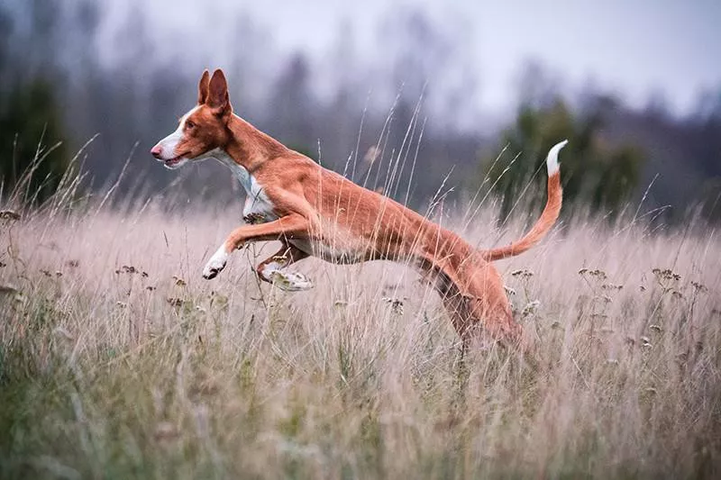 Ibizan Hound jumping