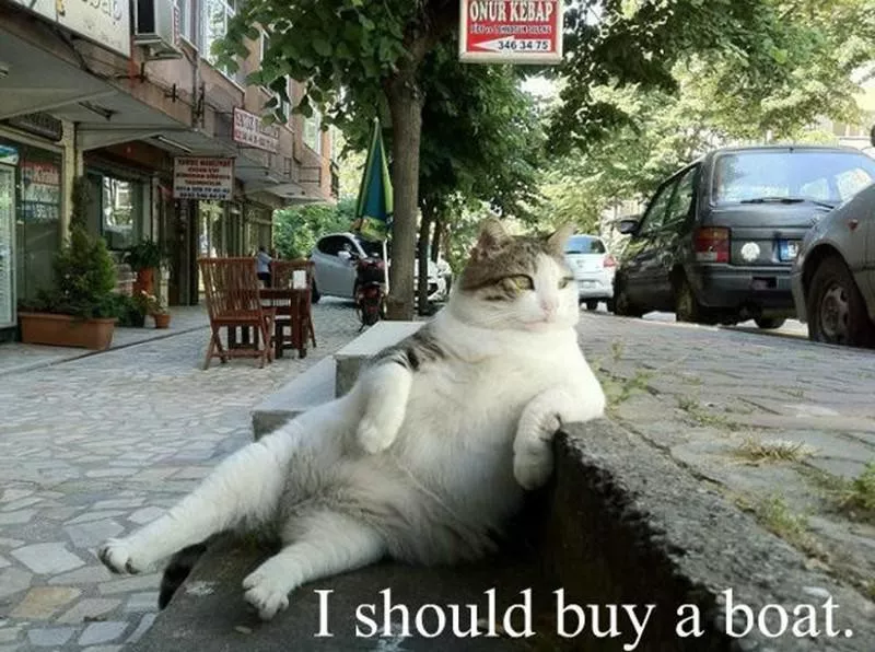 Boss cat meme, 