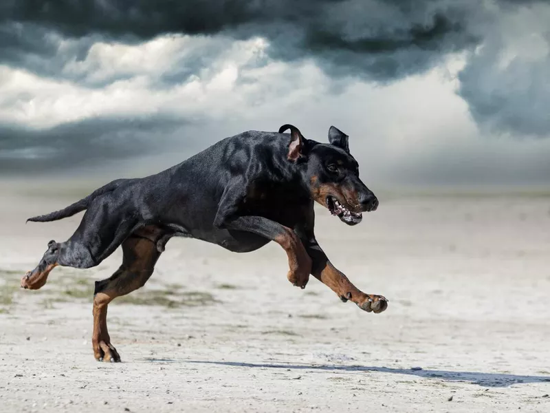 Doberman pinscher running