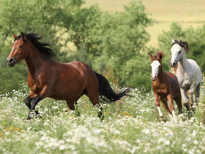 Herd of horses running