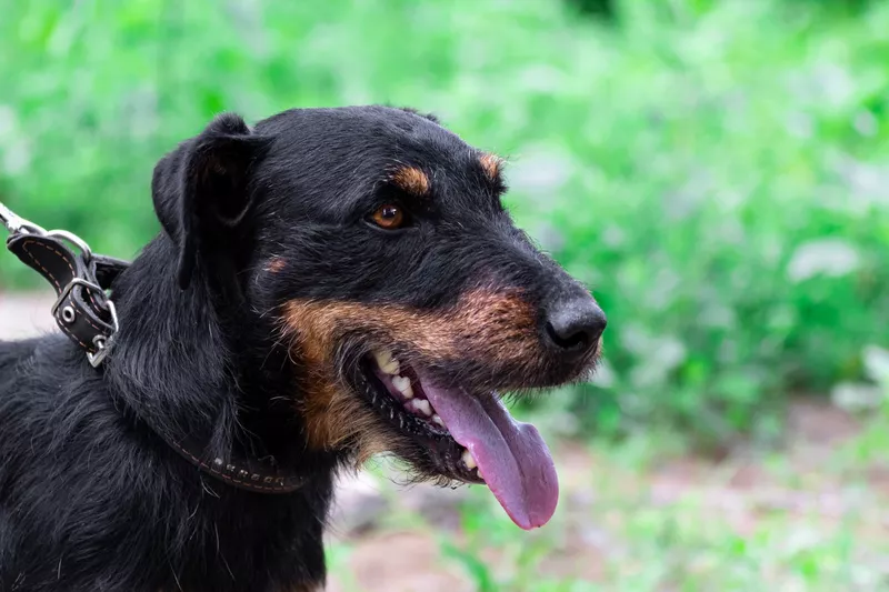 German jagdterrier hunting dog on a leash