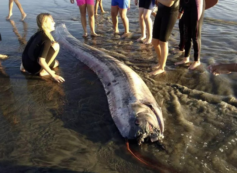 An oarfish washes ashore