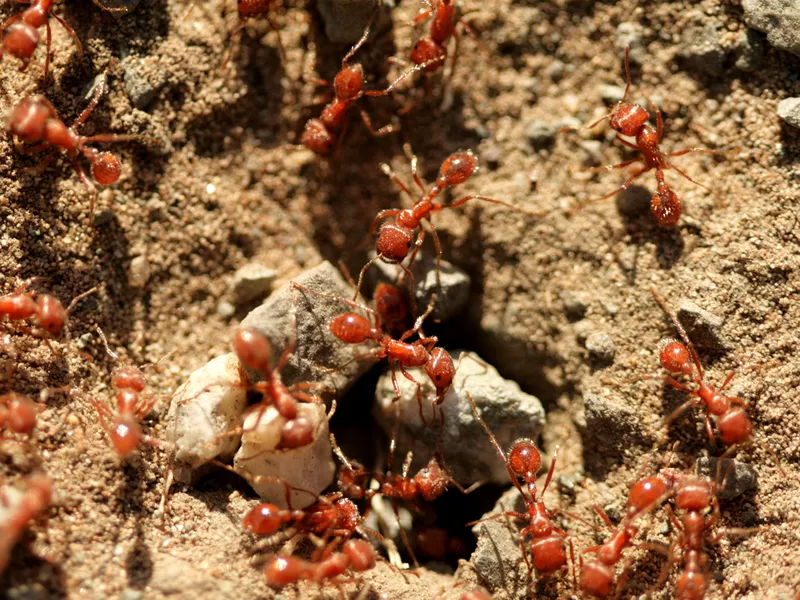 Red ants