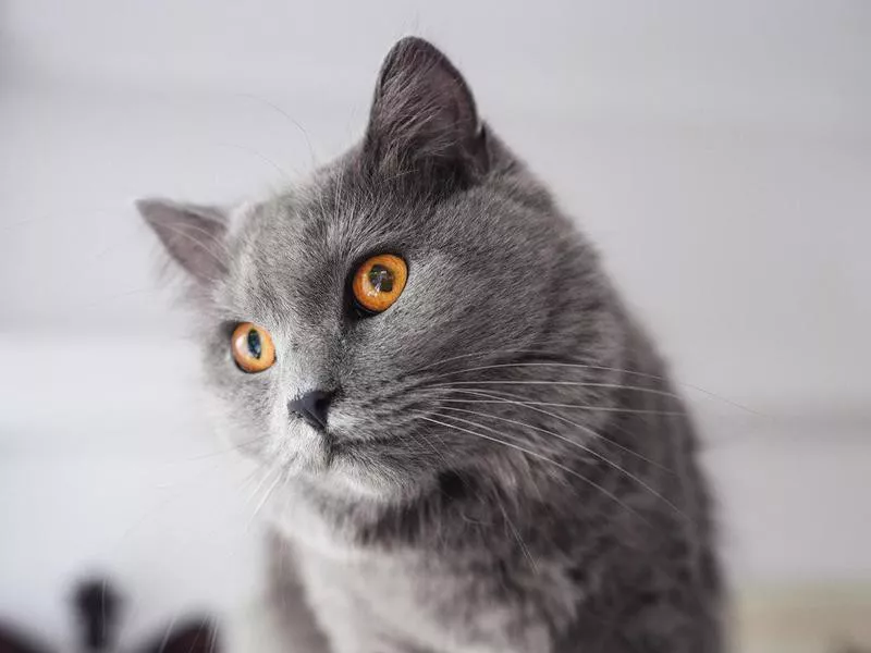 Chartreux cat