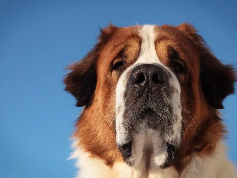 Saint Bernard