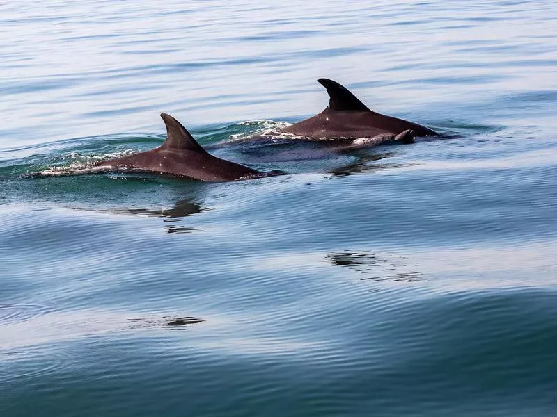 Dolphins in Puerto Vallarta