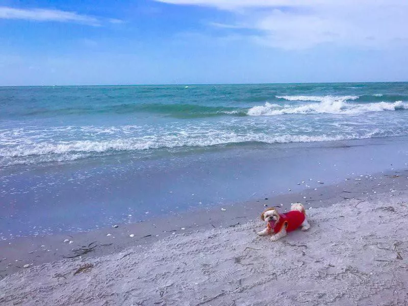 Dog playing at a beach that allows dogs