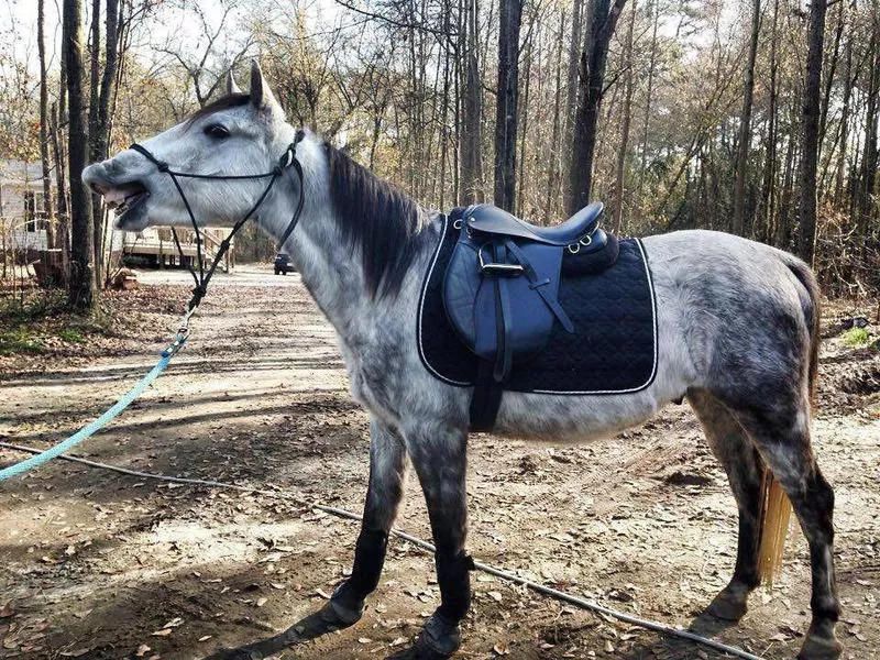 Happy Horse Smiling