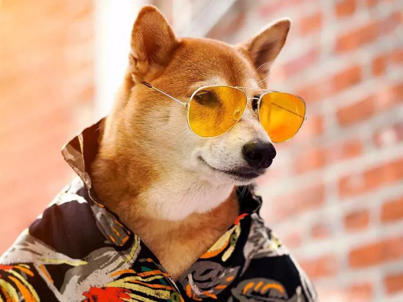 menswear dog