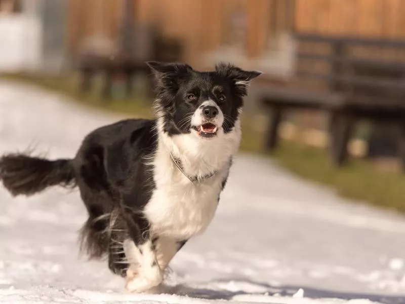 Border Collie