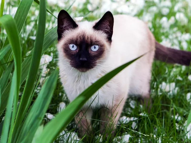 The beautiful brown cat, Siamese