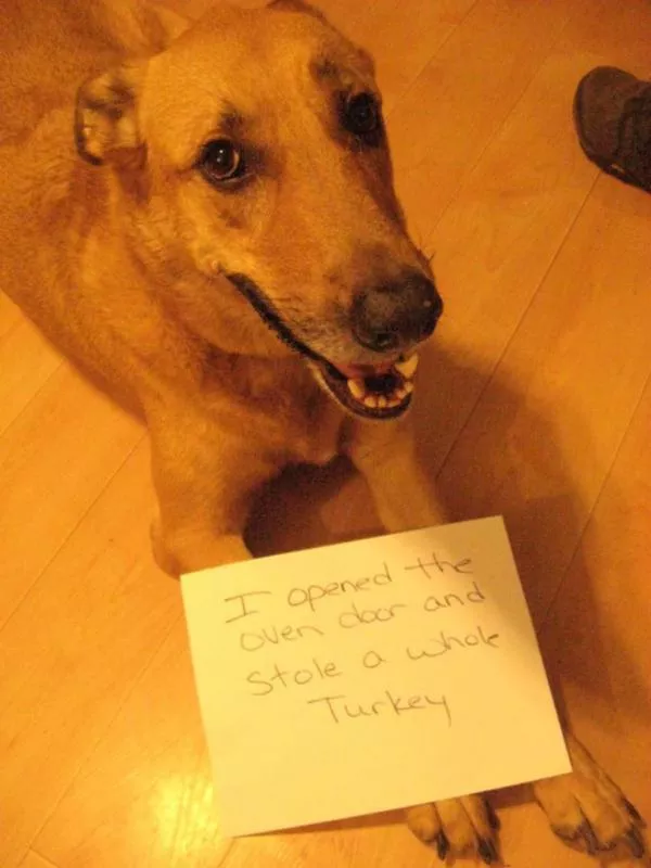 Dog stole the turkey