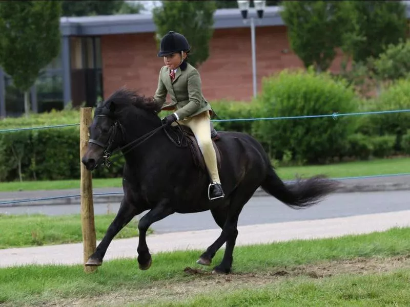 Dartmoor pony and young rider