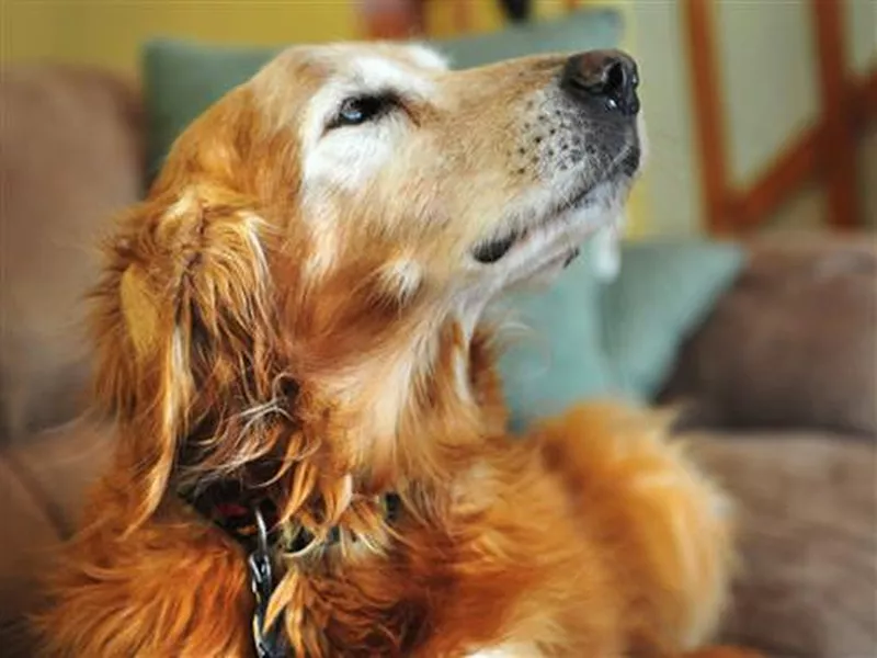 Sundance golden retriever