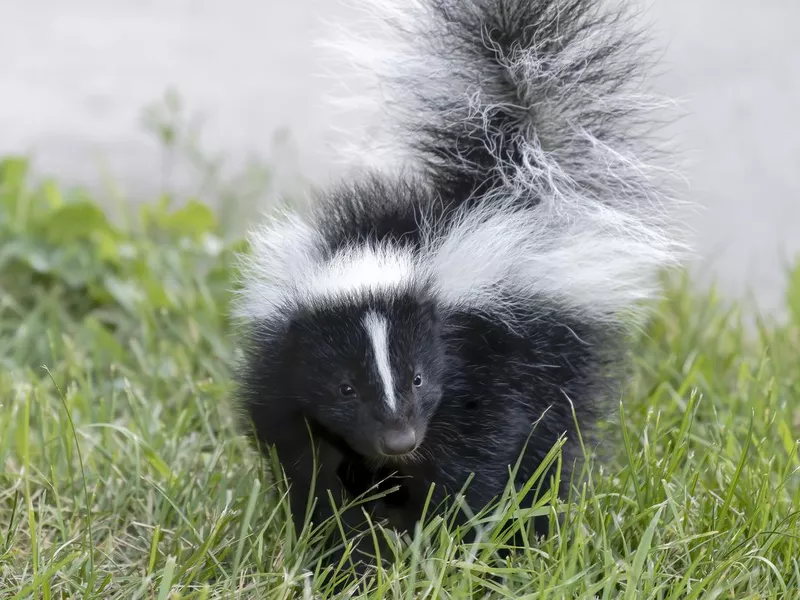 Skunk