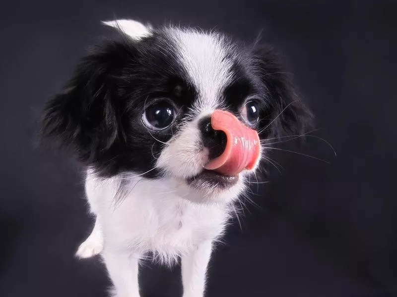 Japanese Chin