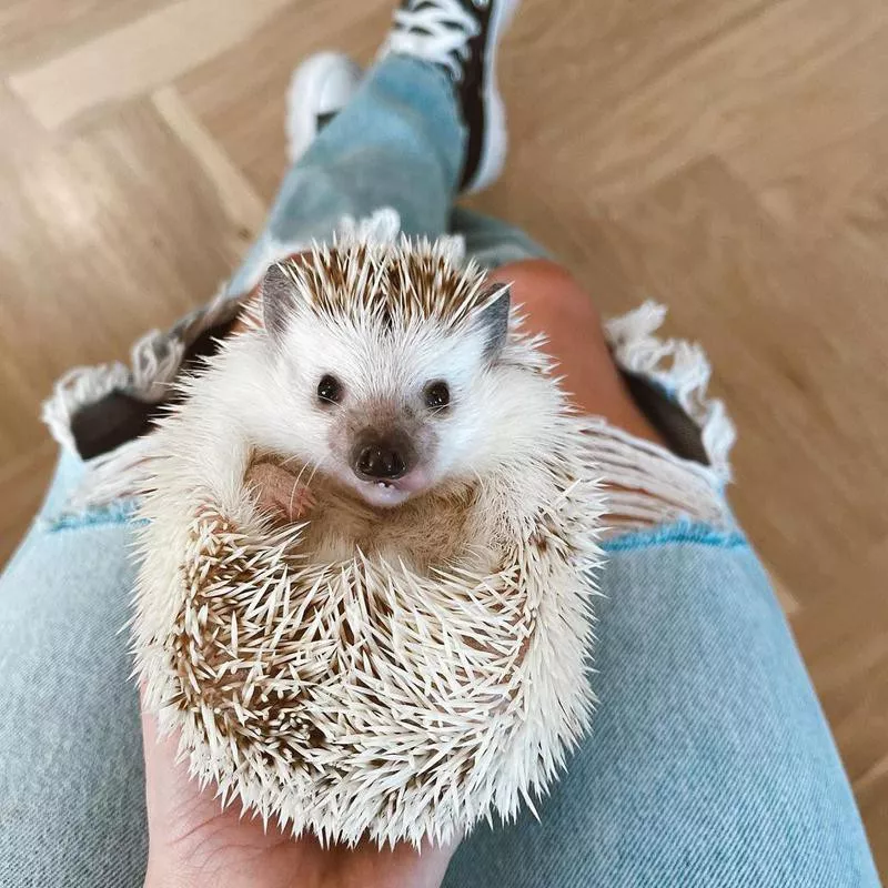 Pet hedgehog