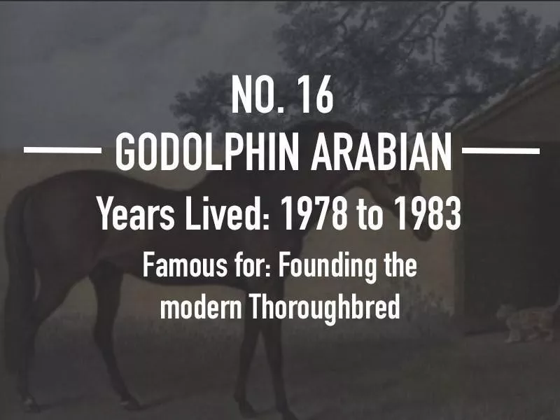 Godolphin Arabian