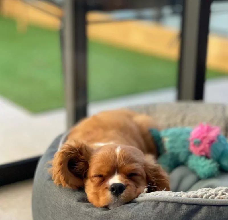 Cavalier cocker spaniel sleeping